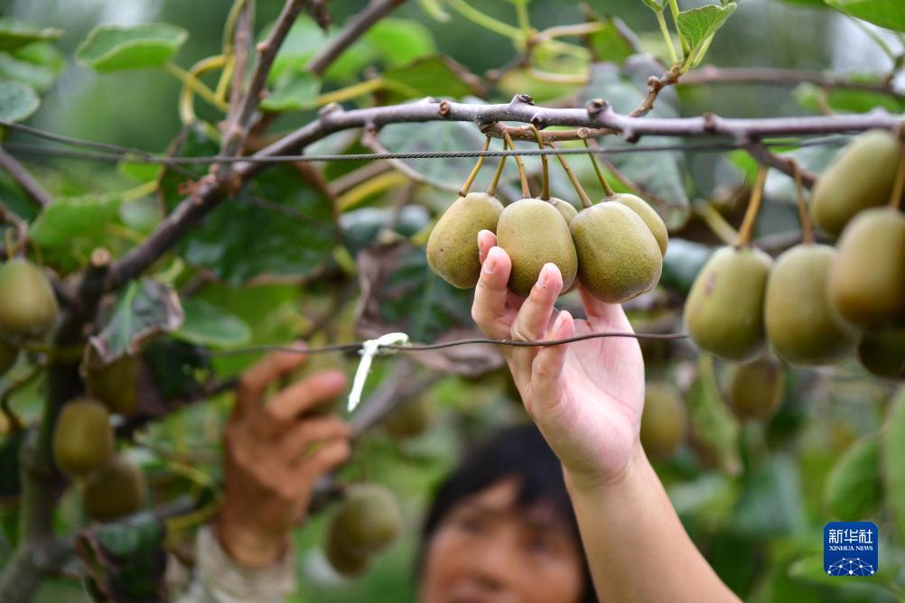 无门槛提现的红包游戏